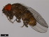  (Drosophila austrosaltans - 14045-0881.00)  @13 [ ] CreativeCommons - Attribution Non-Commercial Share-Alike (2011) ANIC/CBG Photography Group ANIC/Centre for Biodiversity Genomics