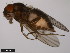  (Drosophila lacicola - 15010-0991.13)  @11 [ ] CreativeCommons - Attribution Non-Commercial Share-Alike (2011) ANIC/CBG Photography Group ANIC/Centre for Biodiversity Genomics