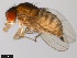  (Drosophila arizonae - 15081-1271.14)  @11 [ ] CreativeCommons - Attribution Non-Commercial Share-Alike (2011) ANIC/CBG Photography Group ANIC/Centre for Biodiversity Genomics