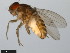  (Drosophila longicornis - 15081-1311.02)  @11 [ ] CreativeCommons - Attribution Non-Commercial Share-Alike (2011) ANIC/CBG Photography Group ANIC/Centre for Biodiversity Genomics