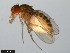  (Drosophila sonorae - 15081-1312.00)  @11 [ ] CreativeCommons - Attribution Non-Commercial Share-Alike (2011) ANIC/CBG Photography Group ANIC/Centre for Biodiversity Genomics