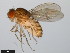  (Drosophila meridionalis - 15081-1344.00)  @11 [ ] CreativeCommons - Attribution Non-Commercial Share-Alike (2011) ANIC/CBG Photography Group ANIC/Centre for Biodiversity Genomics