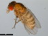  (Drosophila mojavensis - 15081-1351.30)  @11 [ ] CreativeCommons - Attribution Non-Commercial Share-Alike (2011) ANIC/CBG Photography Group ANIC/Centre for Biodiversity Genomics