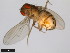  (Drosophila mulleri - 15081-1371.01)  @11 [ ] CreativeCommons - Attribution Non-Commercial Share-Alike (2011) ANIC/CBG Photography Group ANIC/Centre for Biodiversity Genomics