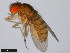  (Drosophila navojoa - 15081-1374.11)  @11 [ ] CreativeCommons - Attribution Non-Commercial Share-Alike (2011) ANIC/CBG Photography Group ANIC/Centre for Biodiversity Genomics