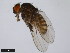  (Drosophila pachuca - 15081-1391.02)  @11 [ ] CreativeCommons - Attribution Non-Commercial Share-Alike (2011) ANIC/CBG Photography Group ANIC/Centre for Biodiversity Genomics