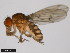  (Drosophila leonis - 15081-1395.01)  @11 [ ] CreativeCommons - Attribution Non-Commercial Share-Alike (2011) ANIC/CBG Photography Group ANIC/Centre for Biodiversity Genomics