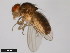  (Drosophila mayaguana - 15081-1397.00)  @11 [ ] CreativeCommons - Attribution Non-Commercial Share-Alike (2011) ANIC/CBG Photography Group ANIC/Centre for Biodiversity Genomics