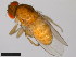  (Drosophila pegasa - 15081-1398.01)  @11 [ ] CreativeCommons - Attribution Non-Commercial Share-Alike (2011) ANIC/CBG Photography Group ANIC/Centre for Biodiversity Genomics