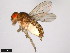  (Drosophila richardsoni - 15081-1421.02)  @11 [ ] CreativeCommons - Attribution Non-Commercial Share-Alike (2011) ANIC/CBG Photography Group ANIC/Centre for Biodiversity Genomics