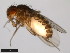  (Drosophila spenceri - 15081-1441.00)  @11 [ ] CreativeCommons - Attribution Non-Commercial Share-Alike (2011) ANIC/CBG Photography Group ANIC/Centre for Biodiversity Genomics