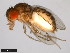  (Drosophila stalkeri - 15081-1451.00)  @11 [ ] CreativeCommons - Attribution Non-Commercial Share-Alike (2011) ANIC/CBG Photography Group ANIC/Centre for Biodiversity Genomics