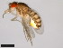  (Drosophila straubae - 15081-1462.02)  @11 [ ] CreativeCommons - Attribution Non-Commercial Share-Alike (2011) ANIC/CBG Photography Group ANIC/Centre for Biodiversity Genomics