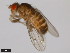  (Drosophila ritae - 15081-1471.03)  @11 [ ] CreativeCommons - Attribution Non-Commercial Share-Alike (2011) ANIC/CBG Photography Group ANIC/Centre for Biodiversity Genomics