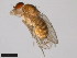  (Drosophila wheeleri - 15081-1501.12)  @11 [ ] CreativeCommons - Attribution Non-Commercial Share-Alike (2011) ANIC/CBG Photography Group ANIC/Centre for Biodiversity Genomics