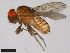  (Drosophila ellisoni - 15083-1551.00)  @11 [ ] CreativeCommons - Attribution Non-Commercial Share-Alike (2011) ANIC/CBG Photography Group ANIC/Centre for Biodiversity Genomics