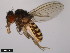  (Drosophila neorepleta - 15084-1601.04)  @11 [ ] CreativeCommons - Attribution Non-Commercial Share-Alike (2011) ANIC/CBG Photography Group ANIC/Centre for Biodiversity Genomics