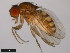  (Drosophila eohydei - 15085-1631.01)  @11 [ ] CreativeCommons - Attribution Non-Commercial Share-Alike (2011) ANIC/CBG Photography Group ANIC/Centre for Biodiversity Genomics