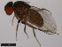  (Drosophila nannoptera - 15090-1692.12)  @11 [ ] CreativeCommons - Attribution Non-Commercial Share-Alike (2011) ANIC/CBG Photography Group ANIC/Centre for Biodiversity Genomics