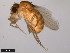  (Drosophila acanthoptera - 15090-1693.00)  @11 [ ] CreativeCommons - Attribution Non-Commercial Share-Alike (2011) ANIC/CBG Photography Group ANIC/Centre for Biodiversity Genomics