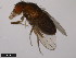  (Drosophila pachea - 15090-1698.01)  @11 [ ] CreativeCommons - Attribution Non-Commercial Share-Alike (2011) ANIC/CBG Photography Group ANIC/Centre for Biodiversity Genomics