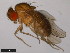  (Drosophila polychaeta - 15100-1711.04)  @11 [ ] CreativeCommons - Attribution Non-Commercial Share-Alike (2011) ANIC/CBG Photography Group ANIC/Centre for Biodiversity Genomics