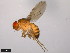  (Drosophila formosana - 15111-1721.01)  @11 [ ] CreativeCommons - Attribution Non-Commercial Share-Alike (2011) ANIC/CBG Photography Group ANIC/Centre for Biodiversity Genomics