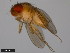  (Drosophila kohkoa - 15112-1771.01)  @11 [ ] CreativeCommons - Attribution Non-Commercial Share-Alike (2011) ANIC/CBG Photography Group ANIC/Centre for Biodiversity Genomics