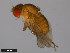  (Drosophila pulaua - 15112-1801.00)  @11 [ ] CreativeCommons - Attribution Non-Commercial Share-Alike (2011) ANIC/CBG Photography Group ANIC/Centre for Biodiversity Genomics