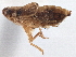  (Megamelus bifidus - CCDB-21319-E03)  @11 [ ] CreativeCommons - Attribution (2013) CBG Photography Group Centre for Biodiversity Genomics