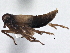  (Penepissonotus bicolor - CCDB-21319-F03)  @12 [ ] CreativeCommons - Attribution (2013) CBG Photography Group Centre for Biodiversity Genomics