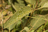  ( - D6_K1207_Solanum_sp)  @11 [ ] CreativeCommons - Attribution Non-Commercial Share-Alike (2014) Dr. Robert Pringle Mpala Research Centre