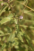  ( - D6_K1207_Solanum_sp)  @11 [ ] CreativeCommons - Attribution Non-Commercial Share-Alike (2014) Dr. Robert Pringle Mpala Research Centre