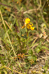  (Rhynchosia malacophylla - G7_K1207_Unknown_sp)  @11 [ ] CreativeCommons - Attribution Non-Commercial Share-Alike (2014) Dr. Robert Pringle Mpala Research Centre