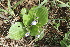  (Linderniaceae - A11_K1215_Craterostigma_plantagineum)  @11 [ ] CreativeCommons - Attribution Non-Commercial Share-Alike (2014) Dr. Robert Pringle Mpala Research Centre