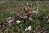  (Crinum macowanii - B9_K1215_Ornithogalum_sp)  @11 [ ] CreativeCommons - Attribution Non-Commercial Share-Alike (2014) Dr. Robert Pringle Mpala Research Centre