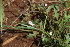  (Oxygonum - C6_K1215_Oxygonium_sp)  @11 [ ] CreativeCommons - Attribution Non-Commercial Share-Alike (2014) Dr. Robert Pringle Mpala Research Centre