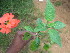  (Crossandra massaica - D6_K1214_Unknown_sp)  @11 [ ] CreativeCommons - Attribution Non-Commercial Share-Alike (2014) Dr. Robert Pringle Mpala Research Centre