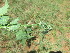  ( - A7_K1214_Chenopodium_sp)  @11 [ ] CreativeCommons - Attribution Non-Commercial Share-Alike (2014) Dr. Robert Pringle Mpala Research Centre