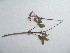  (Pelargonium quinquelobatum - G12_K1214_Unknown_sp)  @11 [ ] CreativeCommons - Attribution Non-Commercial Share-Alike (2014) Dr. Robert Pringle Mpala Research Centre
