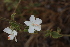  ( - B3_K1207_Hibiscus_flavifolius)  @11 [ ] CreativeCommons - Attribution Non-Commercial Share-Alike (2015) Dr. Robert Pringle Mpala Research Centre
