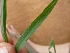  (Pennisetum verticillatum - E11_K1213_Setaria_verticillata)  @11 [ ] CreativeCommons - Attribution Non-Commercial Share-Alike (2014) Dr. Robert Pringle Mpala Research Centre