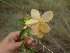  (Barleria eranthemoides - B11_K1216_Barleria_eranthemoides)  @11 [ ] CreativeCommons - Attribution Non-Commercial Share-Alike (2014) Dr. Robert Pringle Mpala Research Centre