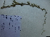  (Balanites rotundifolia - D9_K1216_Balanites_rotundifolia)  @11 [ ] CreativeCommons - Attribution Non-Commercial Share-Alike (2014) Dr. Robert Pringle Mpala Research Centre