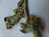  (Balanites rotundifolia - D9_K1216_Balanites_rotundifolia)  @11 [ ] CreativeCommons - Attribution Non-Commercial Share-Alike (2014) Dr. Robert Pringle Mpala Research Centre