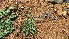  (Eragrostis papposa - D10_K1300_eragrostis_tenuifolia)  @11 [ ] CreativeCommons - Attribution Non-Commercial Share-Alike (2014) Dr. Tyler Kartzinel Mpala Research Centre