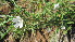  (Monsonia angustifolia - A5_K1301_Monsonia_augustifolia)  @11 [ ] CreativeCommons - Attribution Non-Commercial Share-Alike (2277) Unspecified Mpala Research Centre