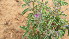 ( - E11_K1301_Ocimum_SKS14-051)  @11 [ ] CreativeCommons - Attribution Non-Commercial Share-Alike (2198) Unspecified Mpala Research Centre