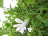  (Barleria volkensii - H4_K1302_Asystasia_SKS14-063)  @11 [ ] CreativeCommons - Attribution Non-Commercial Share-Alike (2119) Unspecified Mpala Research Centre