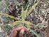  (Cyperus rohlfsii - TK1_D9_NMK)  @11 [ ] CreativeCommons - Attribution Non-Commercial Share-Alike (2017) Unspecified Mpala Research Centre